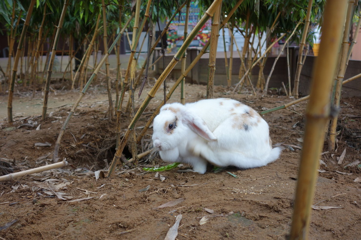 石川きまっし！2日目 その11～月うさぎの里の続きと加賀市立錦城中学校_a0287336_20583549.jpg