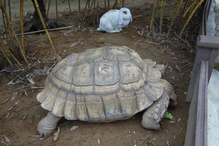 石川きまっし！2日目 その11～月うさぎの里の続きと加賀市立錦城中学校_a0287336_20584872.jpg