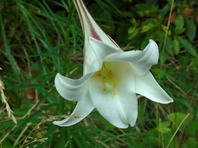 谷津干潟の野草タカサゴユリ Formosa lily_f0206939_06063812.jpg