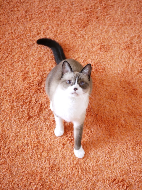 猫のお留守番 クーちゃん編。_a0143140_20342691.jpg