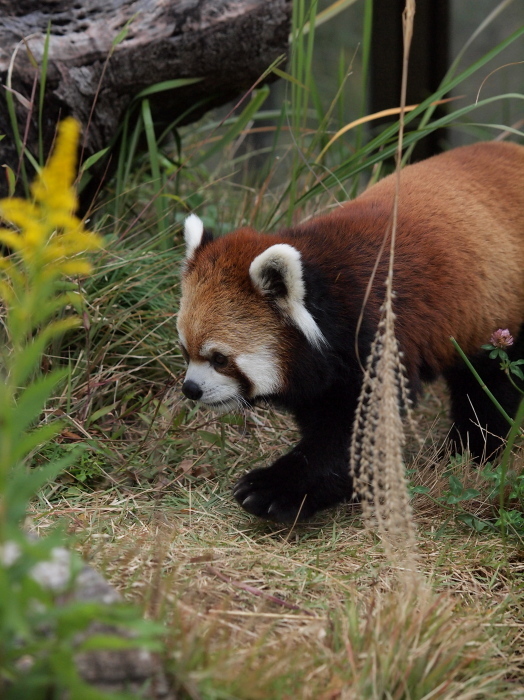 2015年9月の楽寿園、ぽちゃココロ_a0149740_16274963.jpg