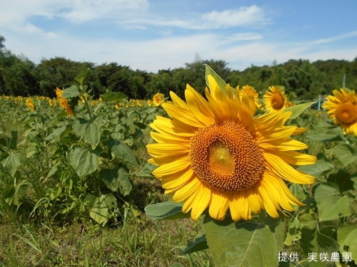 実咲農苑のひまわり [平成28年8月13日（土）更新]_f0105342_17033755.jpg