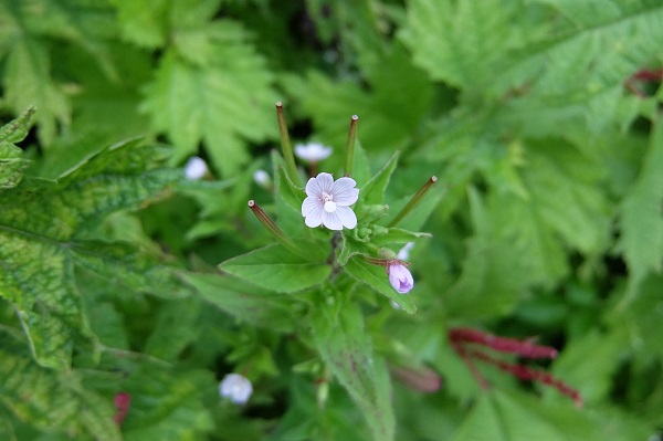 伊吹山の花を訪ねて_a0098746_19381217.jpg