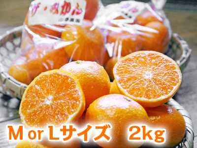 ザ・みかん 美味しく甘く育てるための匠の摘果作業 その3(どの果実を摘果するのか?匠の判断)_a0254656_141947100.jpg