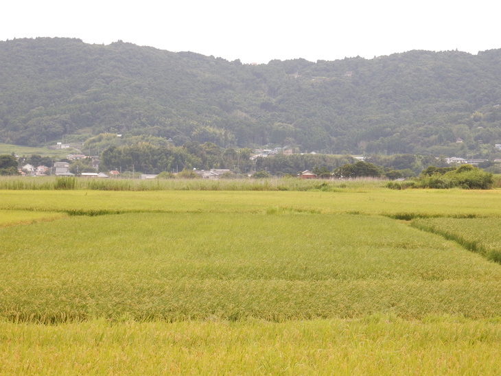 ’16,8,13(土)庭仕事に芝刈り!_f0060461_12221097.jpg