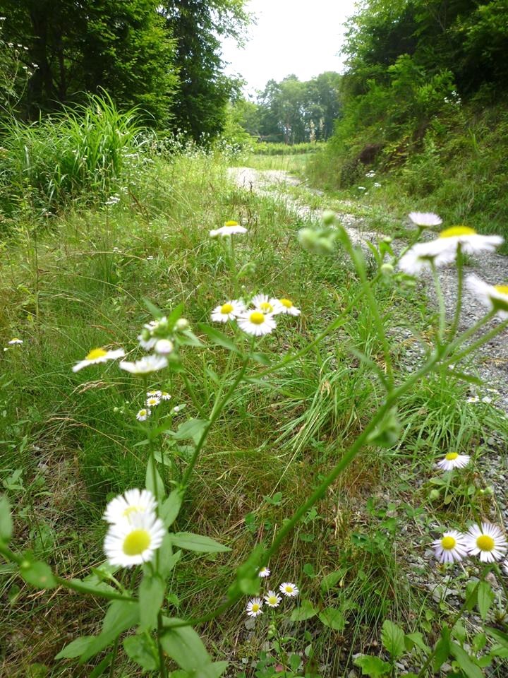 Les plus beaux villages 。。。風立ちぬ。。。軽井沢で すごす 夏休み。。。 ♫•*¨*•.¸¸♪ _a0053662_23223647.jpg