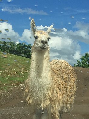 福島県二本松市：「東北サファリパーク」象に乗ったり、猿に餌をあげたり盛りだくさん♪_c0014187_23451375.jpg