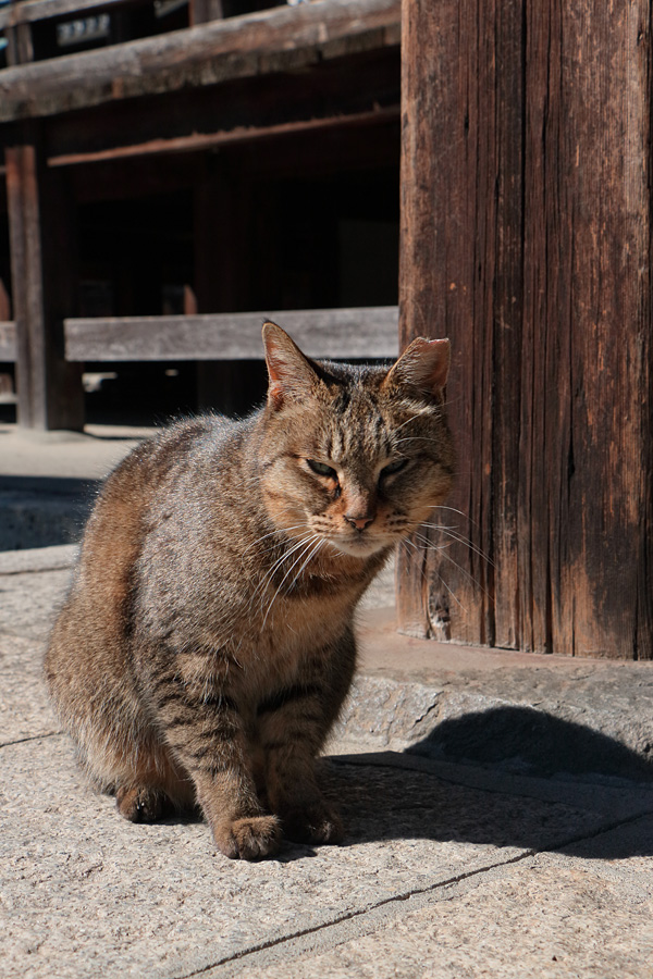 16.02.11：江南猫寺でニャンコ散歩２_c0007190_1932818.jpg