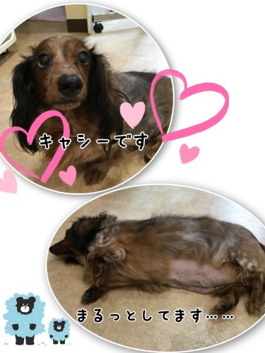 ～保護犬預かり日記～_d0269898_18432356.jpeg