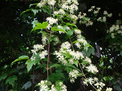 f0193521_12551852.jpg