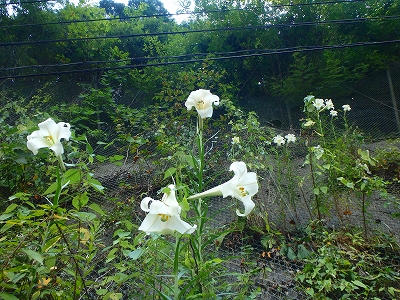 f0193521_1341920.jpg