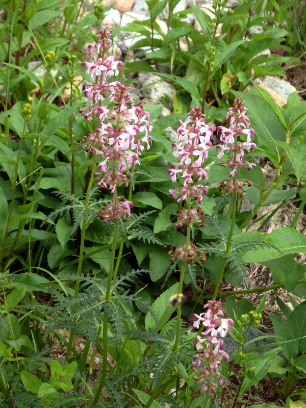 槍ヶ岳で見た高山植物～その１_f0330321_19495927.jpg