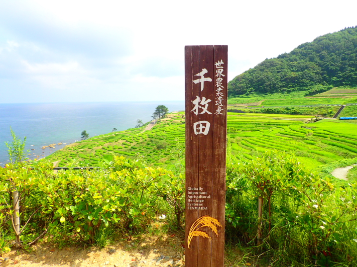 能登観光　えのめ荘－千枚田_c0034029_20415896.jpg