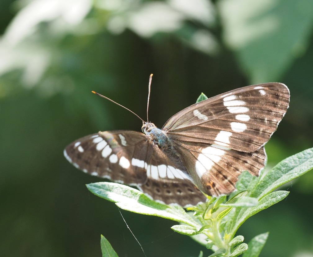 アサマイチモンジ_a0161836_9171629.jpg