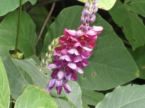 お盆を飾る野草の花 農楽舎ブログ 日記のような雑記帖 お盆を飾る野草の花 農楽舎ブログ 日記のような雑記帖