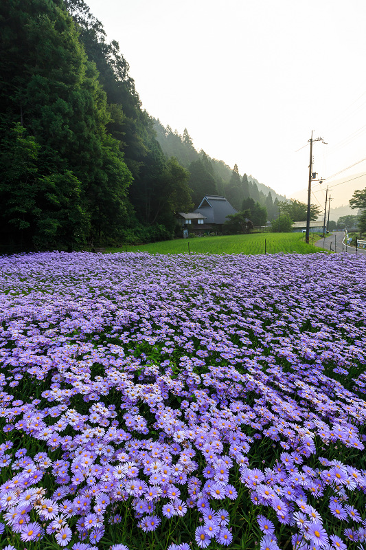 北山友禅菊咲き乱れる集落（京都市左京区久多）_f0155048_16135076.jpg