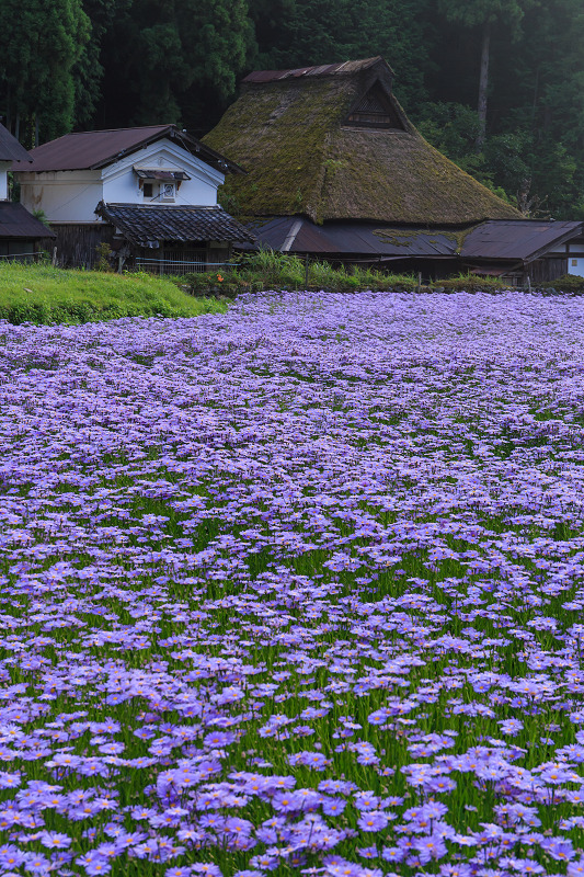 北山友禅菊咲き乱れる集落（京都市左京区久多）_f0155048_16152521.jpg