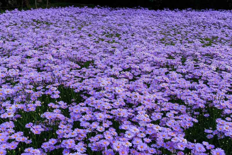 北山友禅菊咲き乱れる集落（京都市左京区久多）_f0155048_161555.jpg