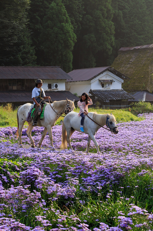 北山友禅菊咲き乱れる集落（京都市左京区久多）_f0155048_16184639.jpg