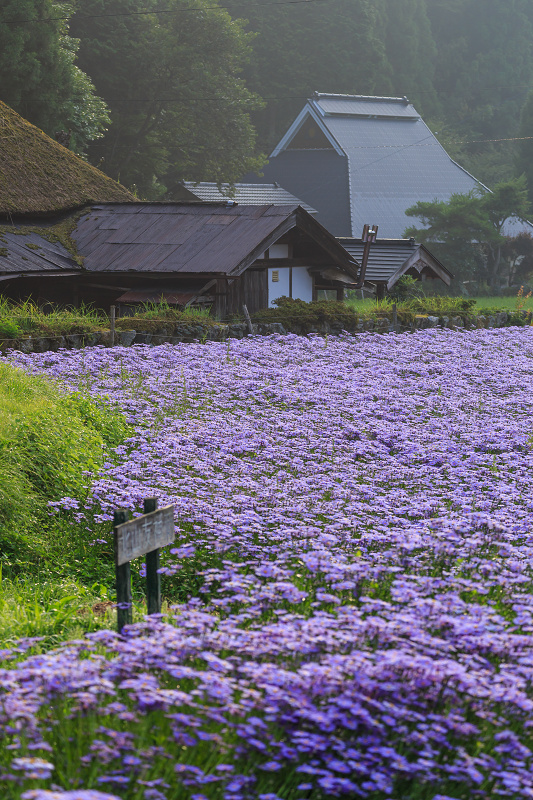 北山友禅菊咲き乱れる集落（京都市左京区久多）_f0155048_16193025.jpg