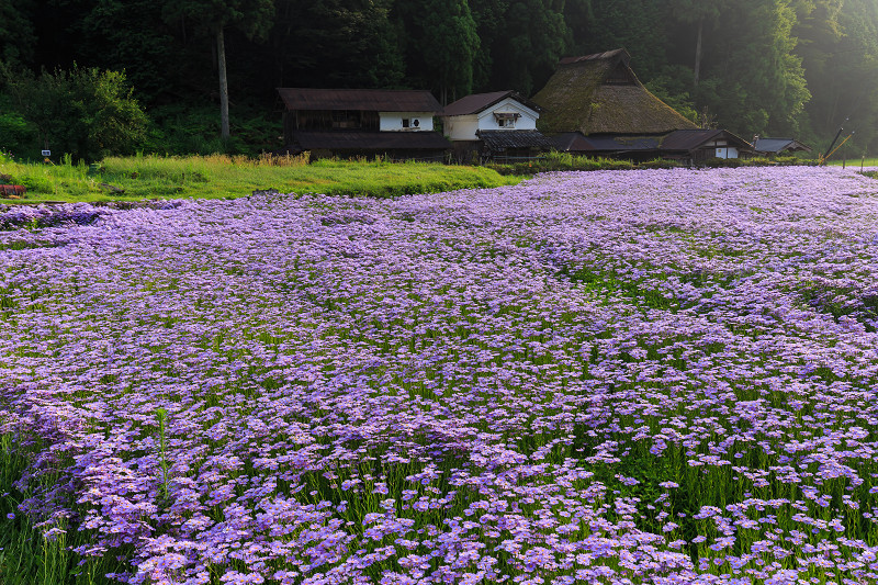 北山友禅菊咲き乱れる集落（京都市左京区久多）_f0155048_16231126.jpg