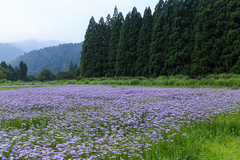 北山友禅菊咲き乱れる集落（京都市左京区久多）_f0155048_1625095.jpg