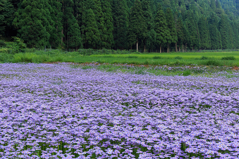 北山友禅菊咲き乱れる集落（京都市左京区久多）_f0155048_16251176.jpg