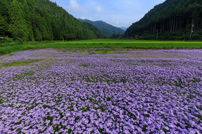 北山友禅菊咲き乱れる集落（京都市左京区久多）_f0155048_16265581.jpg
