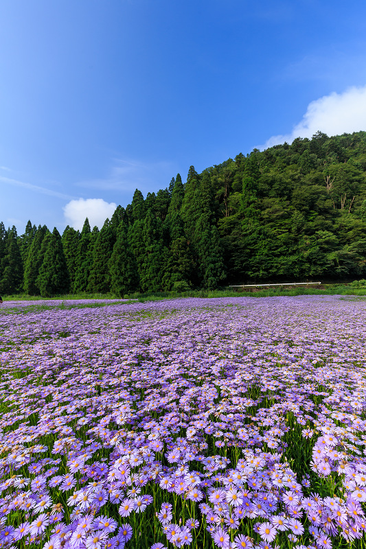 北山友禅菊咲き乱れる集落（京都市左京区久多）_f0155048_16274838.jpg