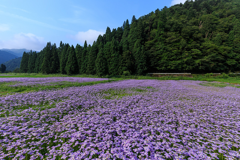 北山友禅菊咲き乱れる集落（京都市左京区久多）_f0155048_16282598.jpg
