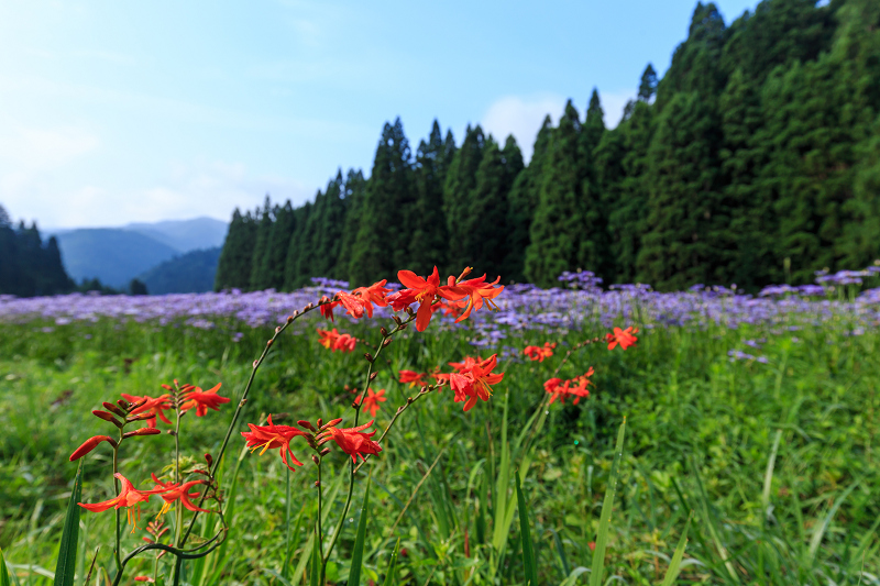 北山友禅菊咲き乱れる集落（京都市左京区久多）_f0155048_16292561.jpg