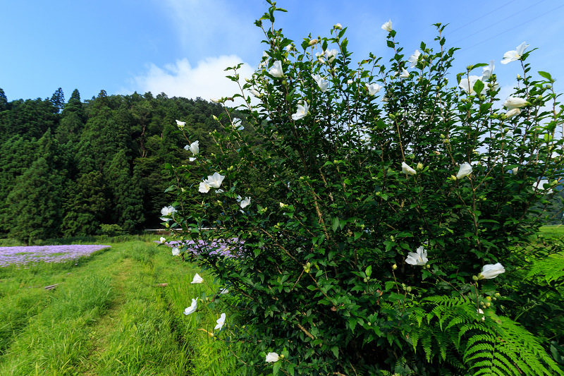 北山友禅菊咲き乱れる集落（京都市左京区久多）_f0155048_16295276.jpg