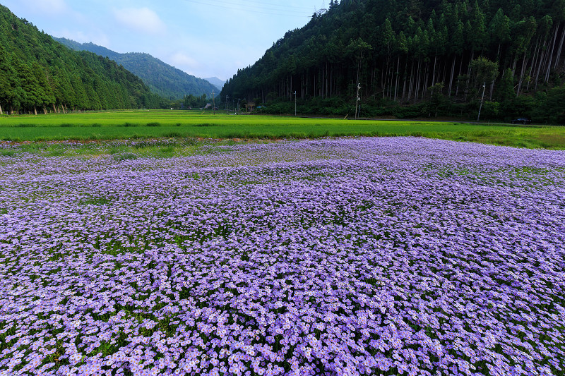 北山友禅菊咲き乱れる集落（京都市左京区久多）_f0155048_1632056.jpg