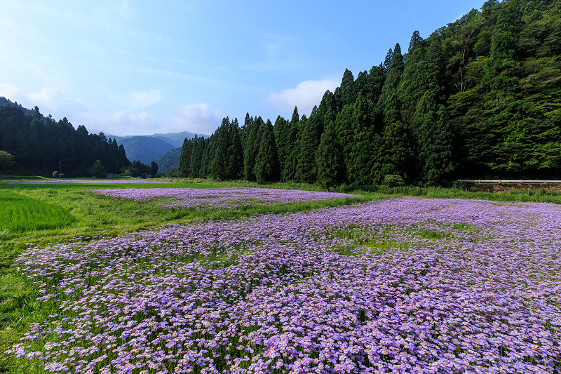 北山友禅菊咲き乱れる集落（京都市左京区久多）_f0155048_1632911.jpg
