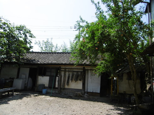 藍草ってこんなにあるのね。藍の匂いが漂う茅葺の家（2）_c0326859_08275936.jpg