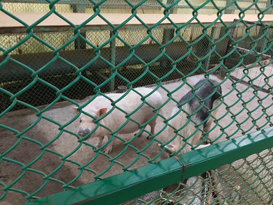 福島県二本松市：「東北サファリパーク」象に乗ったり、猿に餌をあげたり盛りだくさん♪_c0014187_0153889.jpg