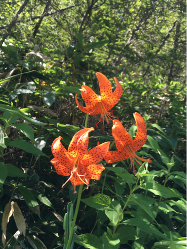 花の百名山、入笠山へ_d0261589_19551877.jpg