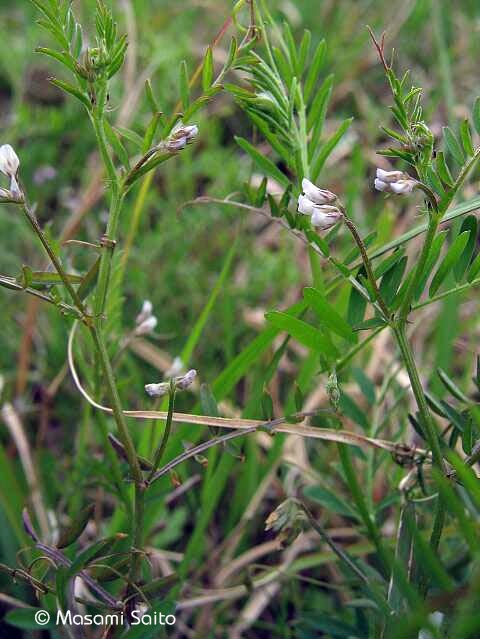 スズメノエンドウ 雀野豌豆 草花と自然blog