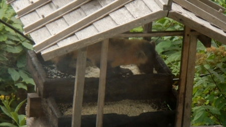 テンと子狸_e0120896_07324686.jpg