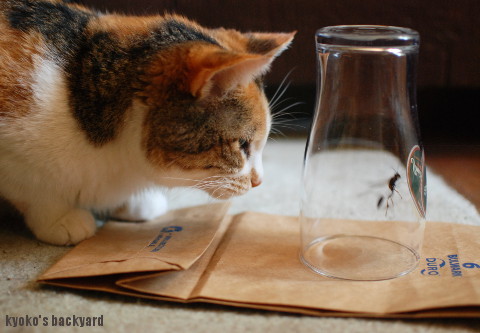 アシナガバチを観察する姉猫&弟猫_b0253205_04210739.jpg
