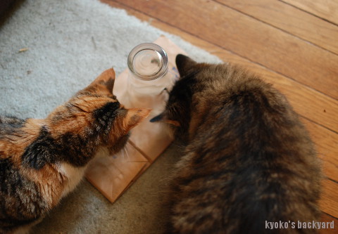アシナガバチを観察する姉猫&弟猫_b0253205_04213537.jpg