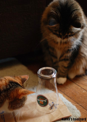 アシナガバチを観察する姉猫&弟猫_b0253205_04223575.jpg