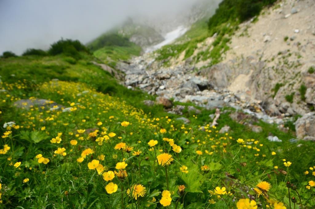 2016/8/10～8/11 白馬岳から鑓温泉　周回_a0340812_19532608.jpg