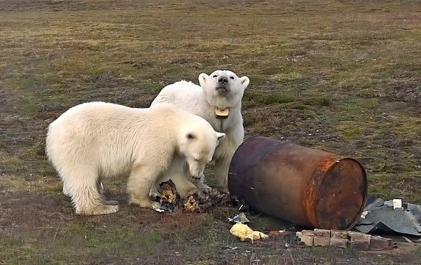 ノルウェー・スピッツベルゲン島の集落の別荘にあらわれたホッキョクグマ親子_a0151913_23393858.jpg