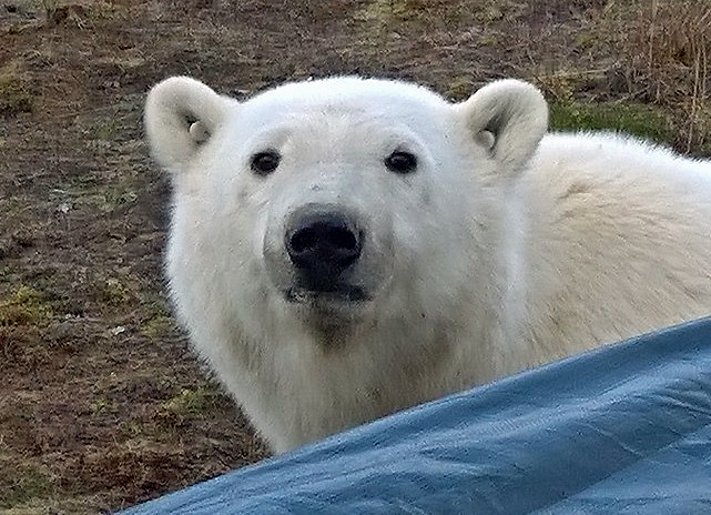ノルウェー・スピッツベルゲン島の集落の別荘にあらわれたホッキョクグマ親子_a0151913_2344932.jpg