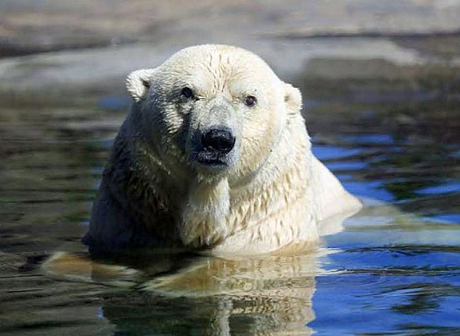 アメリカ・コロンバス動物園、「遅咲き」の28歳の雄のナヌークに最後の栄光は輝くか?_a0151913_3332170.jpg