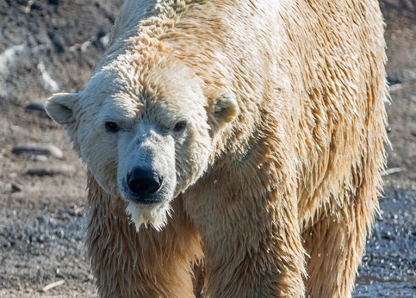 アメリカ・コロンバス動物園、「遅咲き」の28歳の雄のナヌークに最後の栄光は輝くか?_a0151913_4534751.jpg