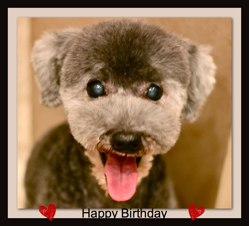 Happy Birthday ルナちゃん♡_d0060413_19594753.jpg