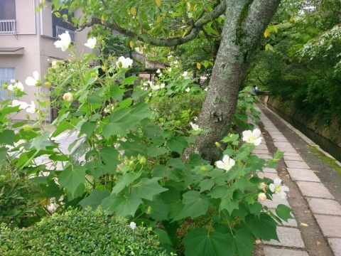 花図鑑