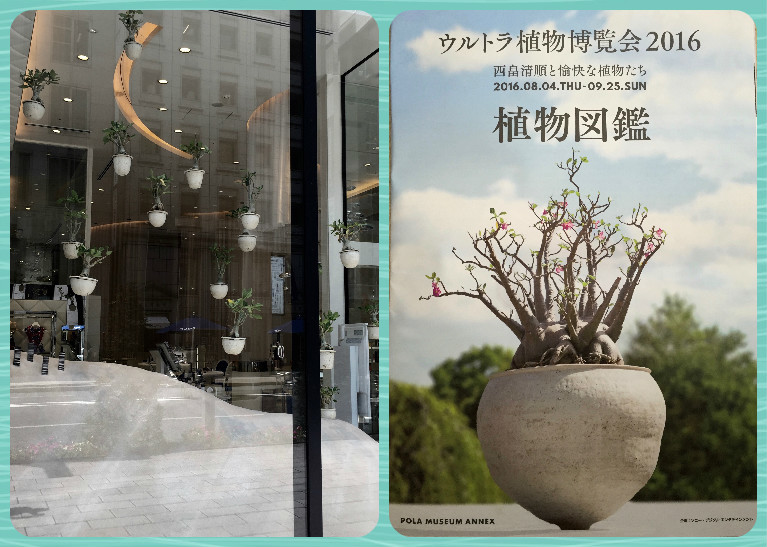 銀座で、植物三昧?!_f0197215_08090765.jpg